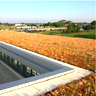 ORGANIC ROOF SCAPES